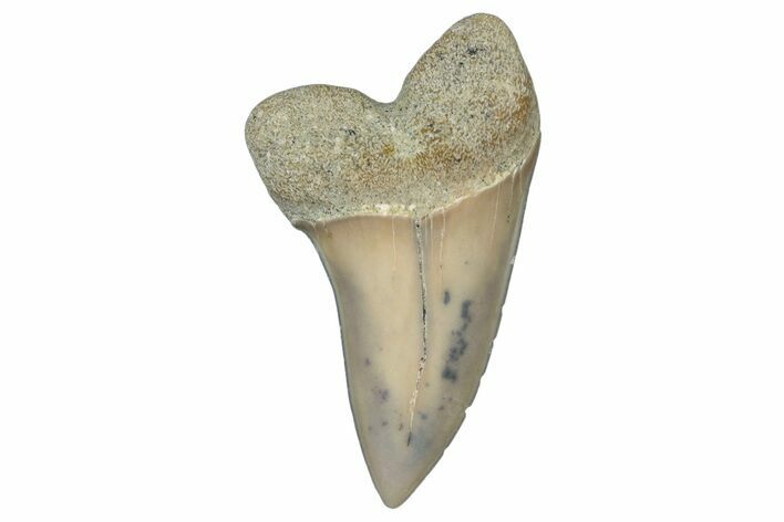 Fossil Shark Tooth (Carcharodon planus) - Bakersfield, CA #306792